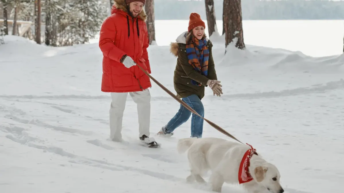 A dog and owner walking together on a snow-dusted sidewalk in winter