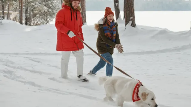 A dog and owner walking together on a snow-dusted sidewalk in winter