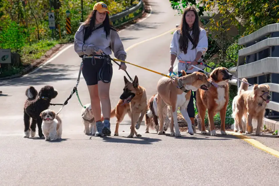 A dog being walked with harness support during a rehabilitation session