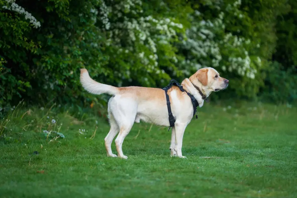 A dog performing a sit-to-stand exercise on a non-slip mat