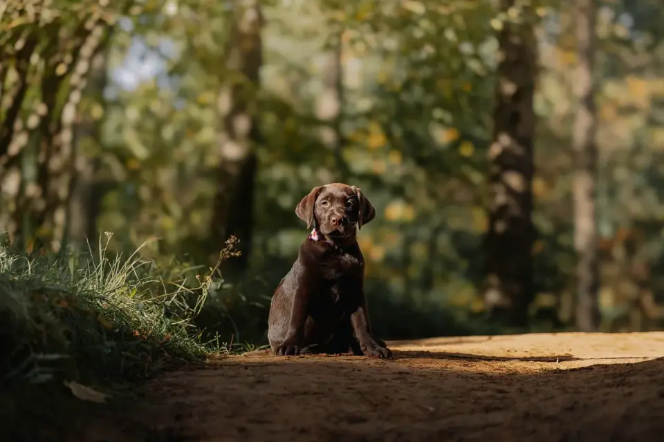 A Labrador puppy pausing in front of a low agility jump