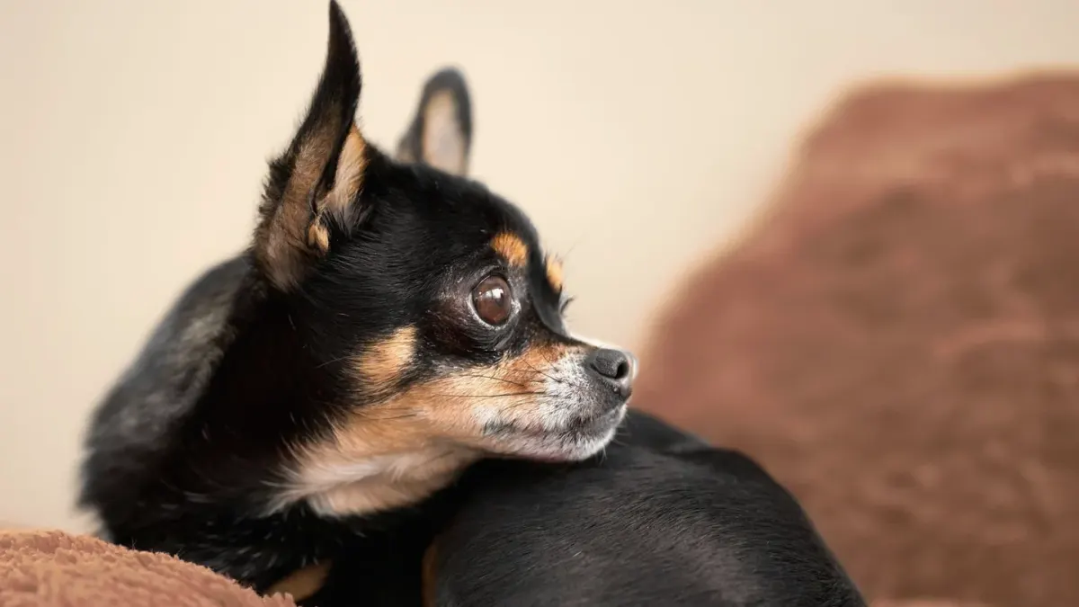 A senior dog resting comfortably on a padded bed near a sunny window