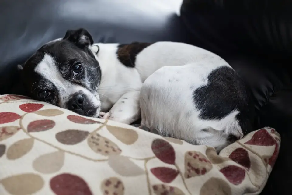 A senior dog resting on a couch after an exercise session