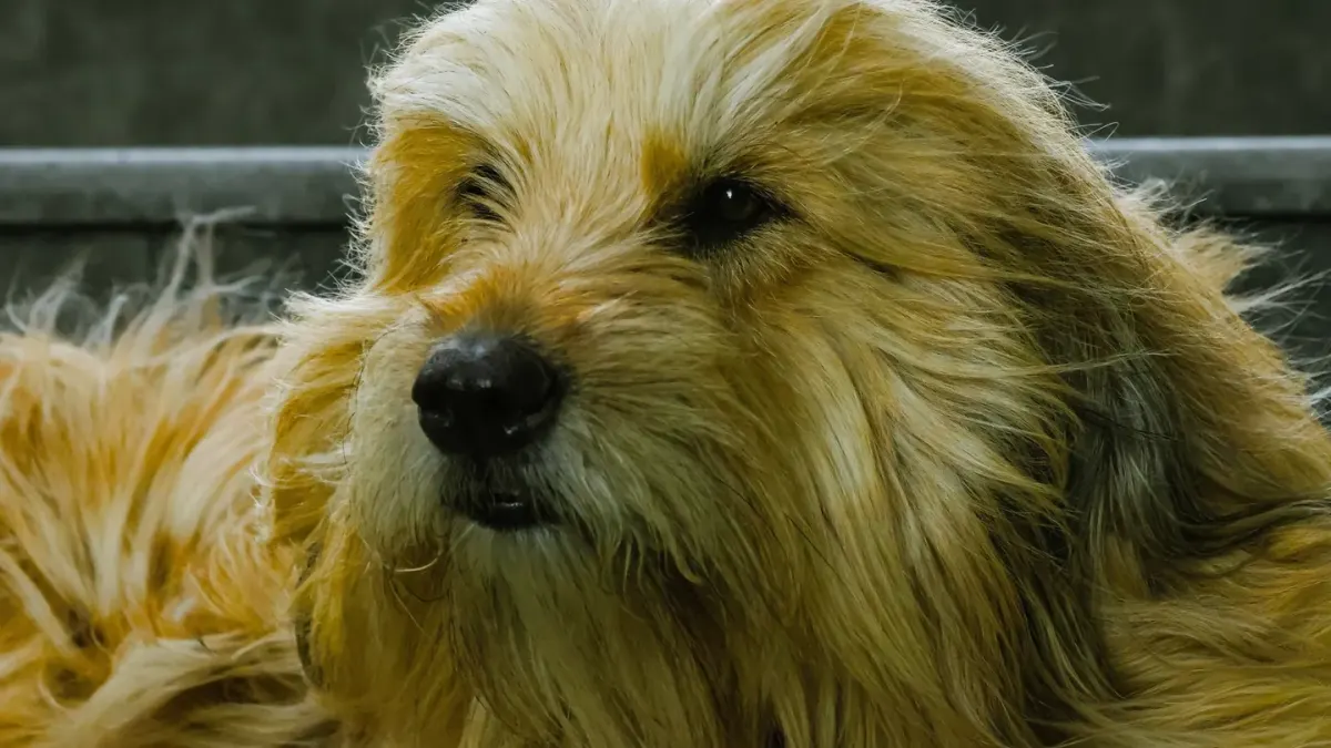 A senior dog standing at the bottom of a staircase, weight shifted off one hip
