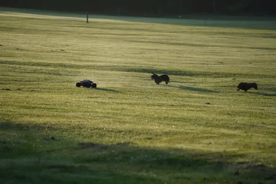 A small dog and a large dog running together across an open grass field