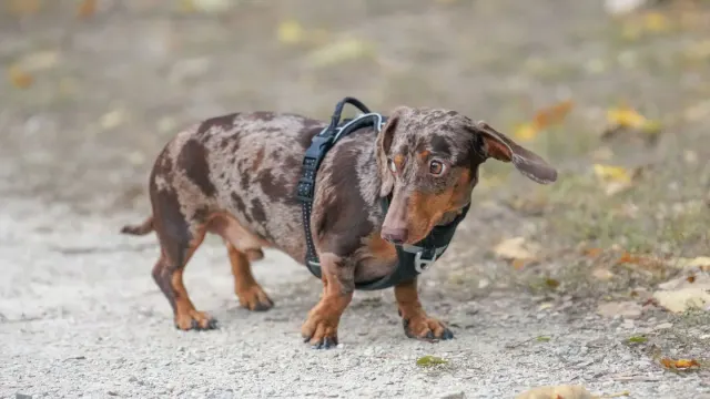 A small dog on a short leash walking slowly along a garden path
