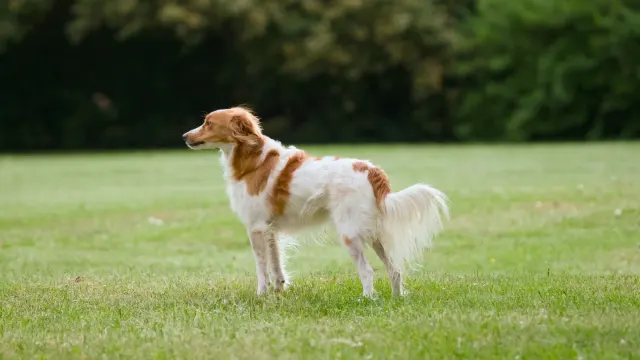 An older dog standing outdoors with a slightly sunken topline visible along the spine