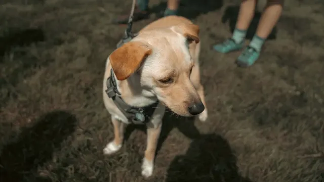 An owner walking an overweight Labrador at a slow, steady pace on a paved path