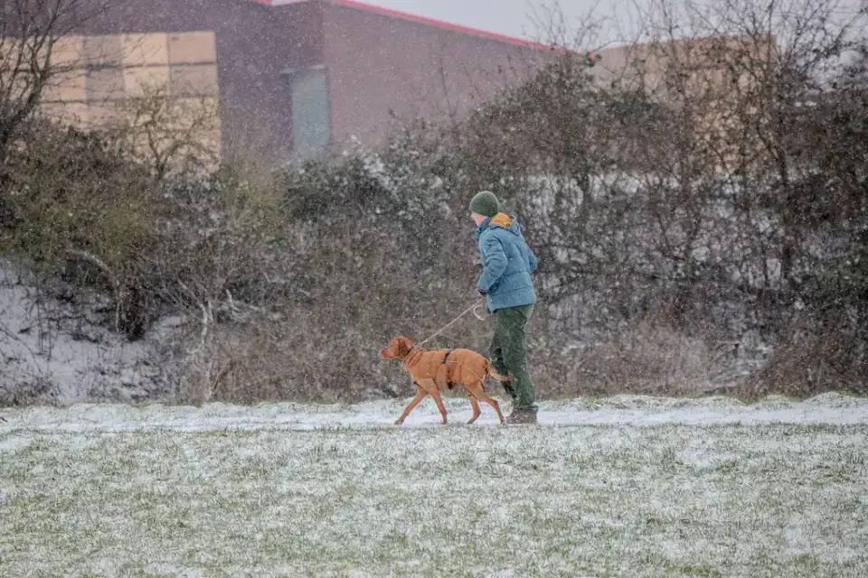 An owner watching a dog&#x27;s gait closely during a walk