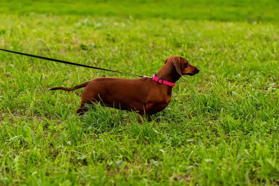 Dog on a short leash walk across a grassy yard