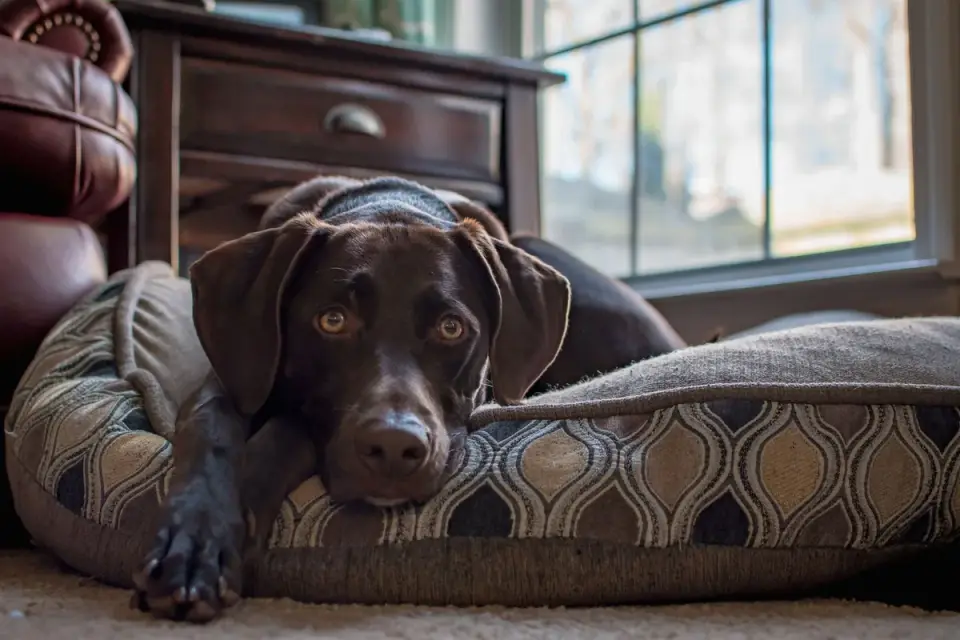 Dog resting at home