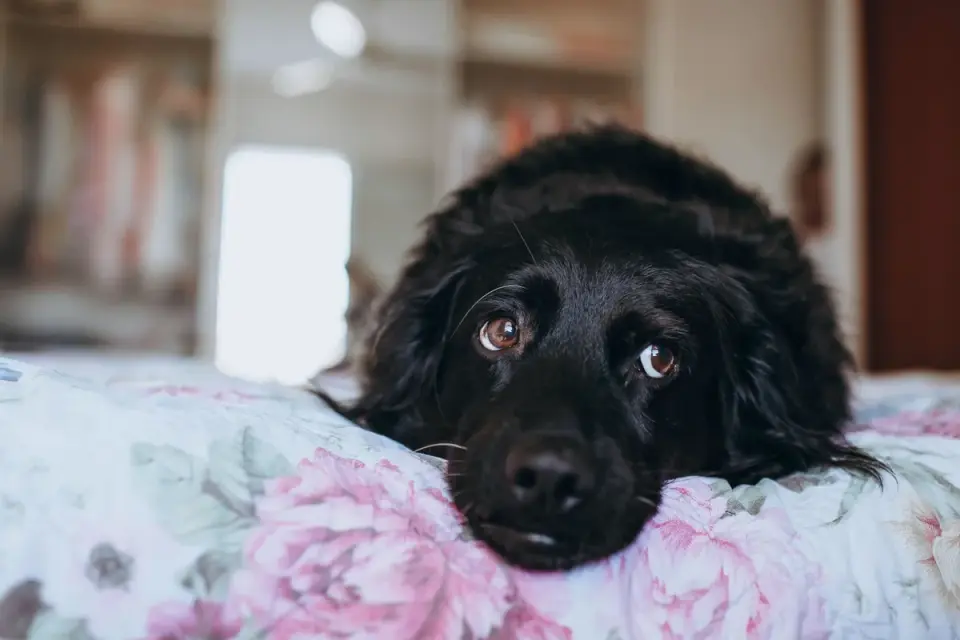 Dog resting at home