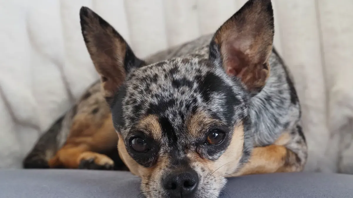Dog resting at home