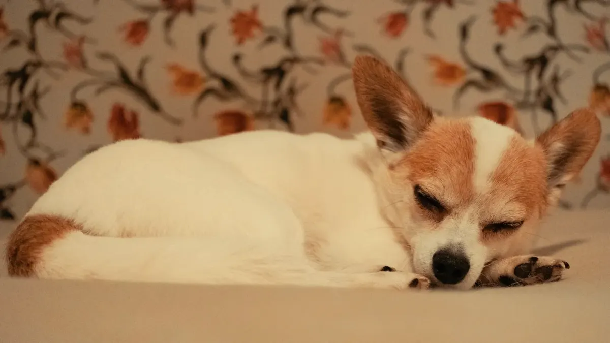 Dog resting at home