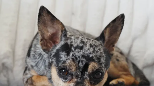 Dog resting at home