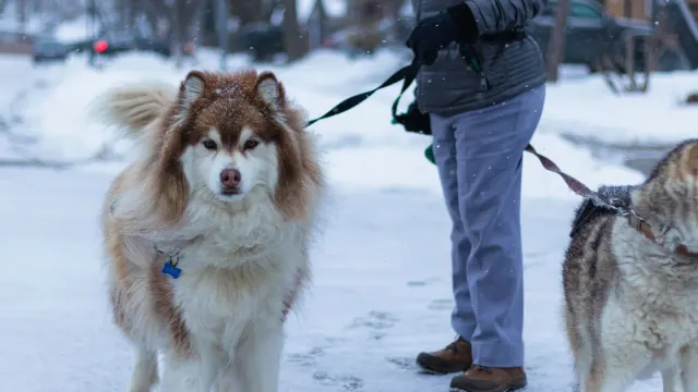 Dog walking with an owner