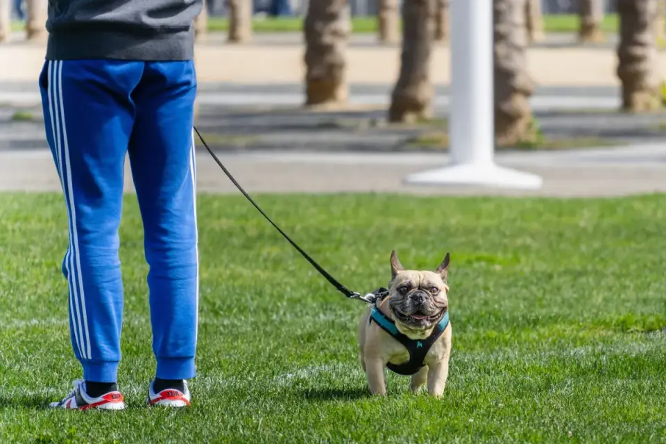 Dog walking with an owner