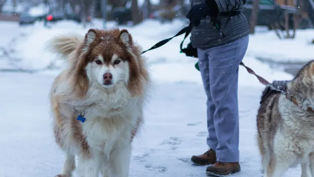 Dog walking with an owner