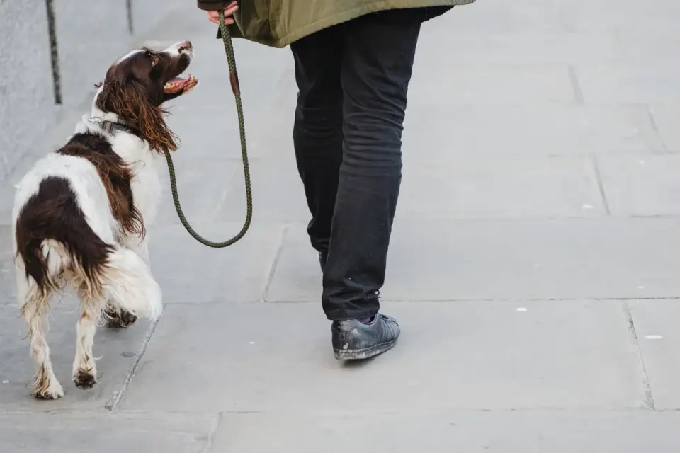 Dog walking with an owner