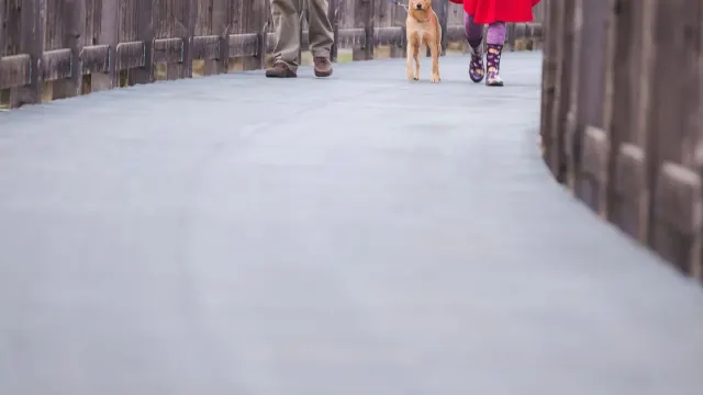 Dog walking with an owner