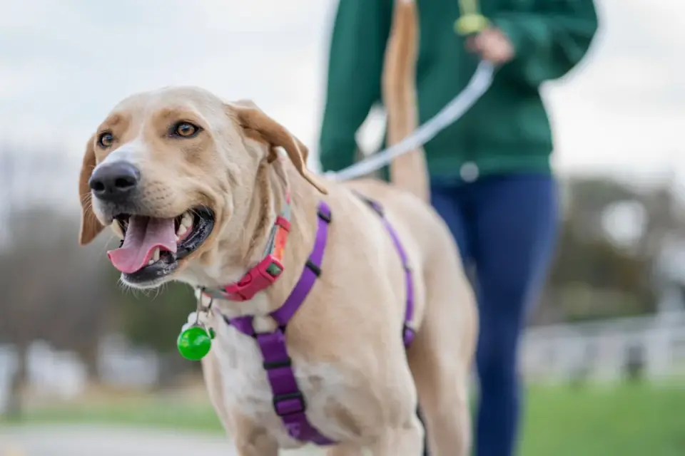 Dog walking with an owner