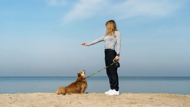 Dog walking with an owner