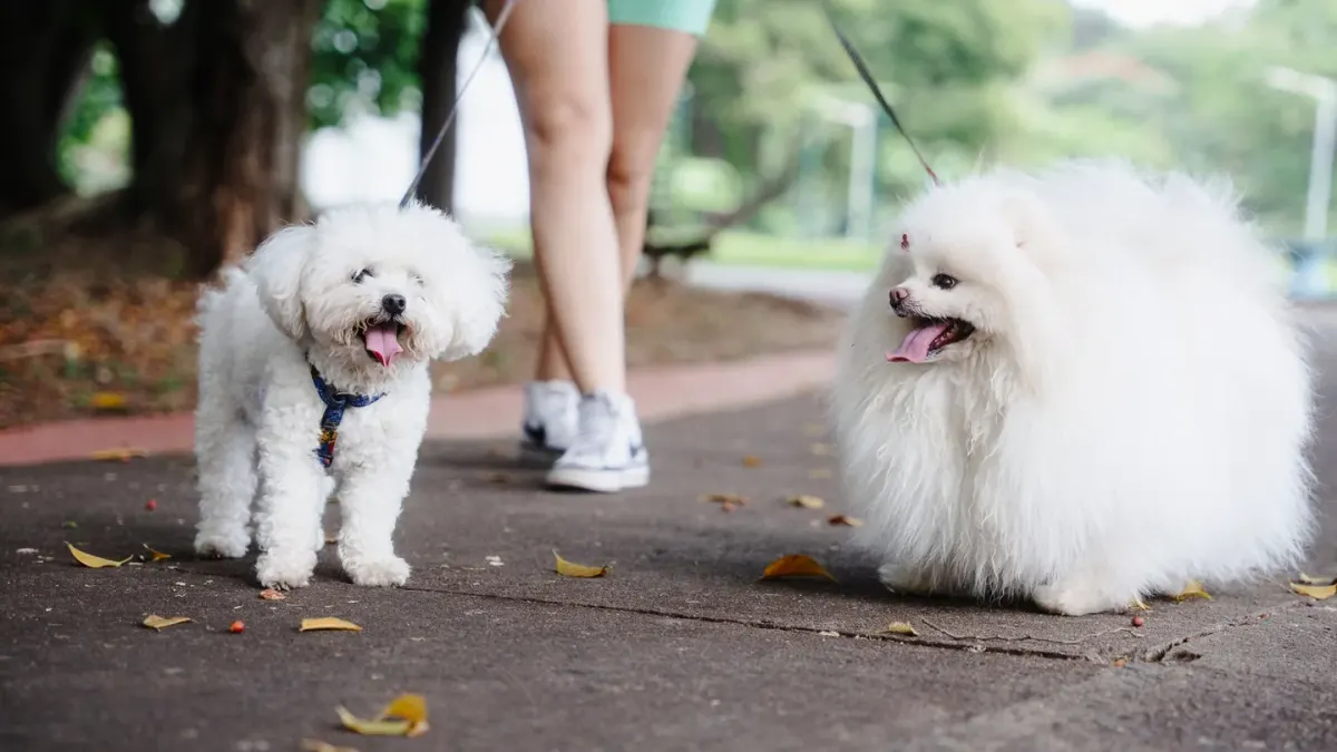 Dog walking with an owner