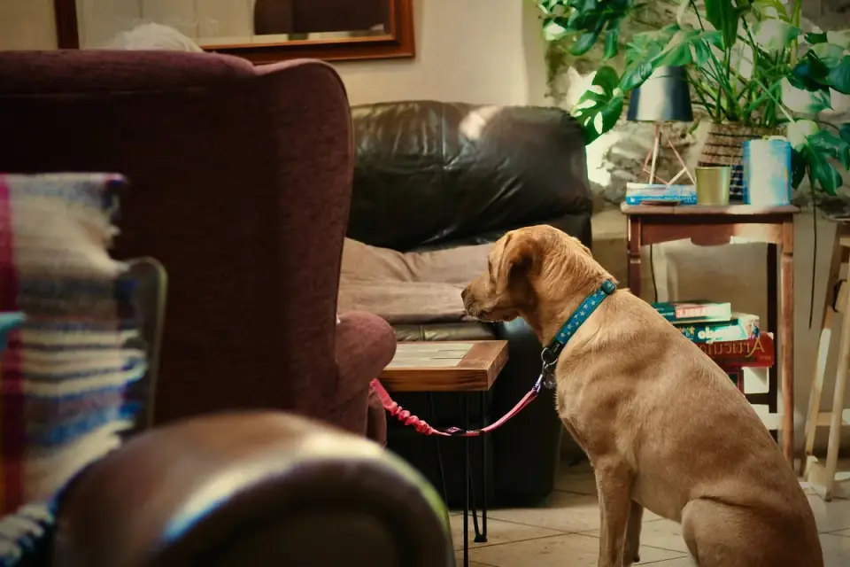Dog with an owner at home