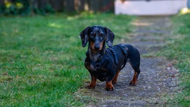 Senior dog walking slowly along a grass path with an owner
