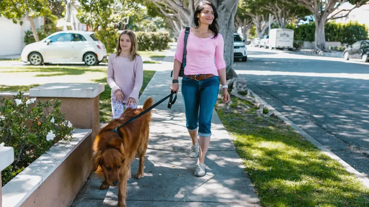 Senior golden retriever standing still mid-walk on a neighborhood sidewalk